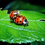 ladybugs-1271771_1920