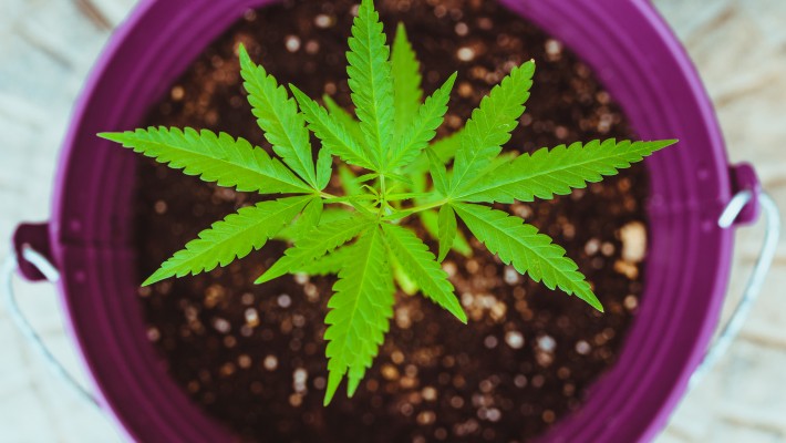 Marijuana medica e aumento dei tassi di natalità: quale relazione? Marijuana medica e aumento dei tassi di natalità: quale relazione?