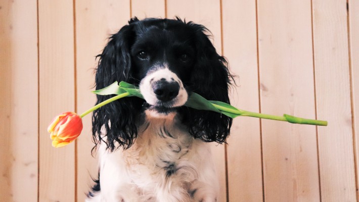 Avere un cane rende più attraenti? Avere un cane rende più attraenti?
