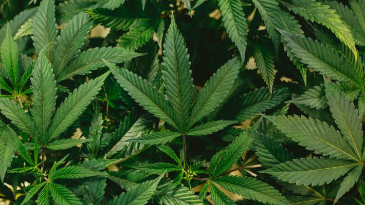 Gli effetti della marijuana sul sesso Gli effetti della marijuana sul sesso